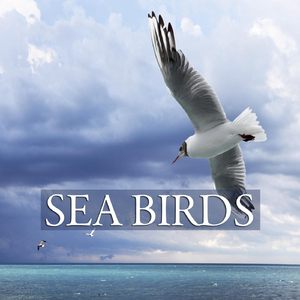 Sea Birds