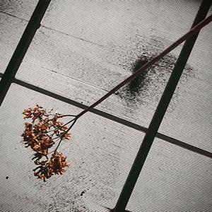 Pingüinos En La Nieve