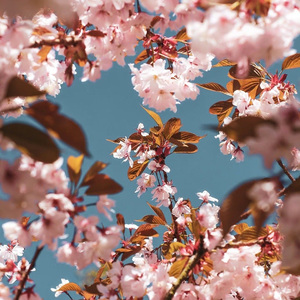 弃子（don’t cry)