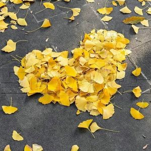 - 《原神》4.6版本PV：「两界为火，赤夜将熄」