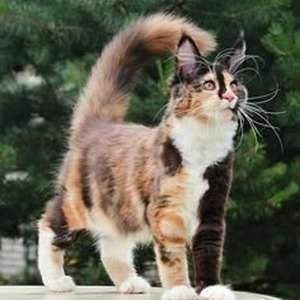 Dangerous MC's (sped up)