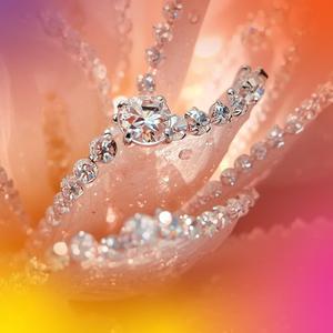 To Wear the Rose Light