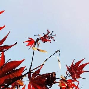 承诺说的很自然