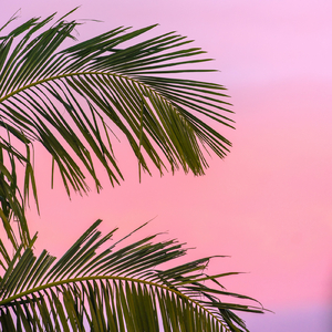 PADDOCK (Shake It) [feat. November Yuta & TYS]