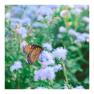 Butterflies (Ambient Version)