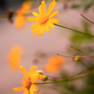 Amarillo
