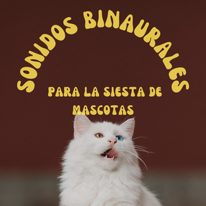Sueños Acogedores De Gatitos