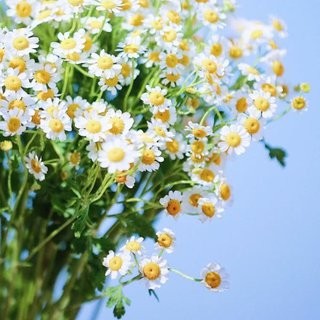 春之音♪陷落世间美好，满溢温柔