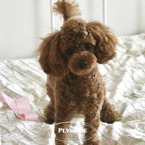 Golden sun on the window blind