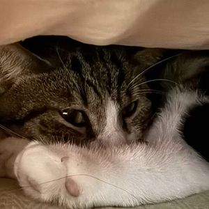 乡愁的回响 伴奏 伴奏