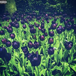 Where Love Should Be