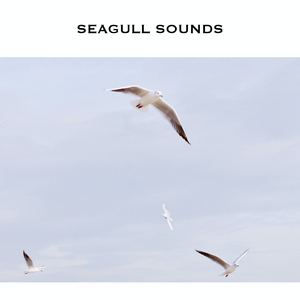 Seagull Sounds - Loopable, No Fade