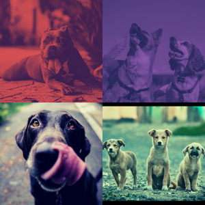 抚慰的小狗回忆