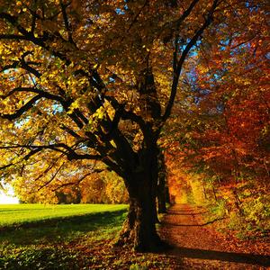 深圳的細雨戀曲