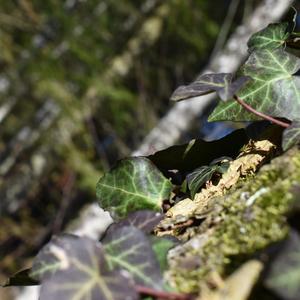 Sinne frei der Natur