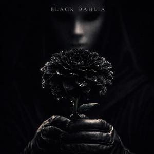 Black Dahlia