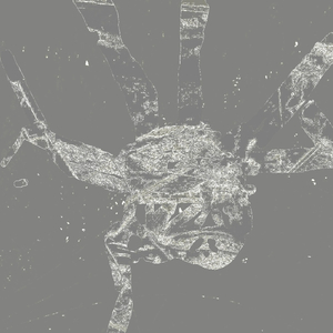 Spicule Remedy