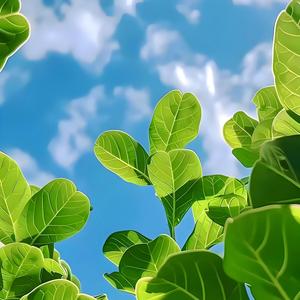 城南花开(治愈钢琴曲)