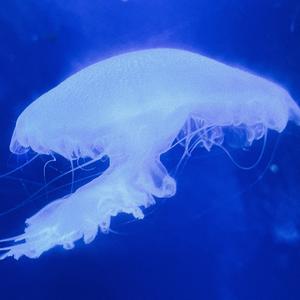 剖白（prod by Jianastic.X）