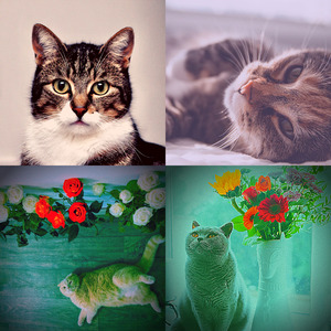 抚慰的睡猫回忆