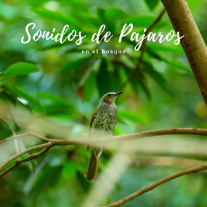 Sonidos de Pajaros en el Bosque, Pt. 01