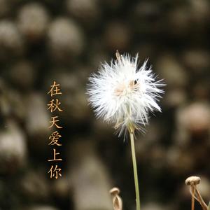在秋天爱上你
