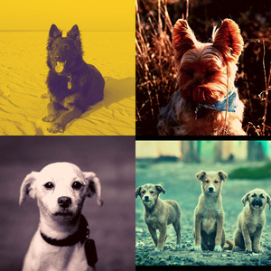 柔和的小狗时刻