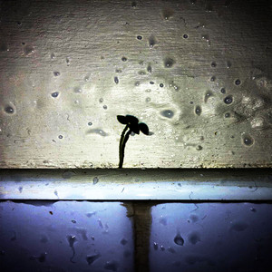 Краковская КОЛБАСА