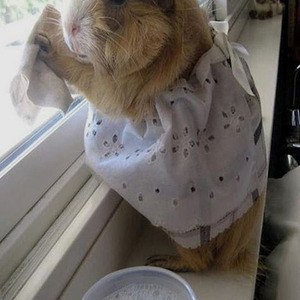 Love You Like a Love Song