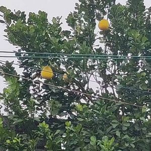 秦王骑虎