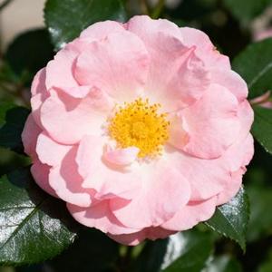不被认可的花 (Cover 糯米Nomi)