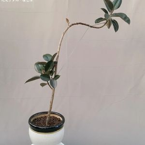 《Mechanical Beats an062