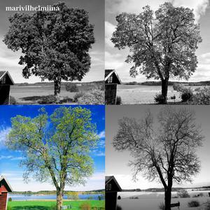 Niin kuin sydän tahtoo