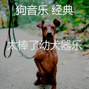 一尘不染训练犬印象数