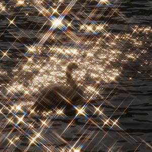 把你放进情歌里