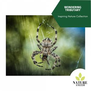 The Birds have Good Forest Feast