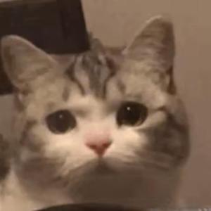 流浪猫