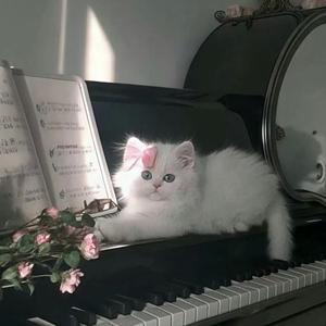 Midnight in the Cloister