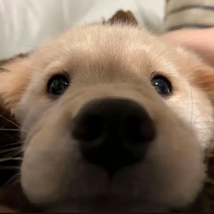 同手同脚（cover林宜融）