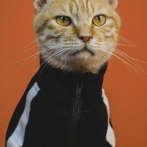 诙谐幽默小动物配乐