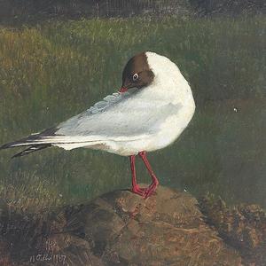 Kehaar Comes To Watership Down