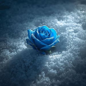 Розы февраля