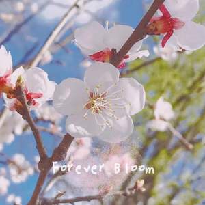 Forever Bloom