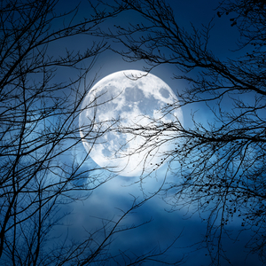 The Moon Got Tangled in the Branches