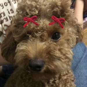 香菜（Prod. Alembic ）