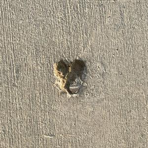 望帝春心托杜鹃