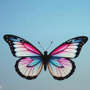 Butterfy Wings