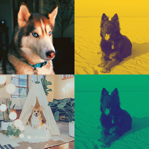 微妙的孤独的狗心情