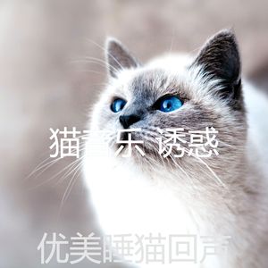 抚慰的睡猫回忆
