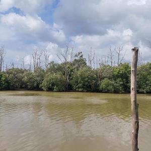 Genjer Genjer (Remix)